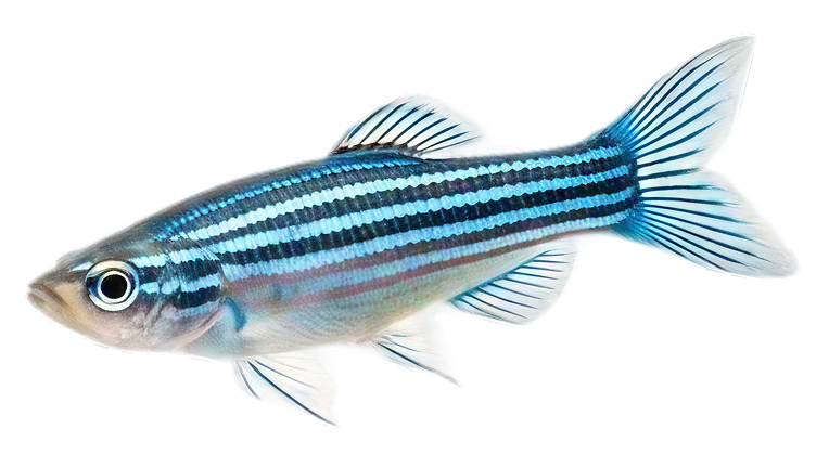 Danio