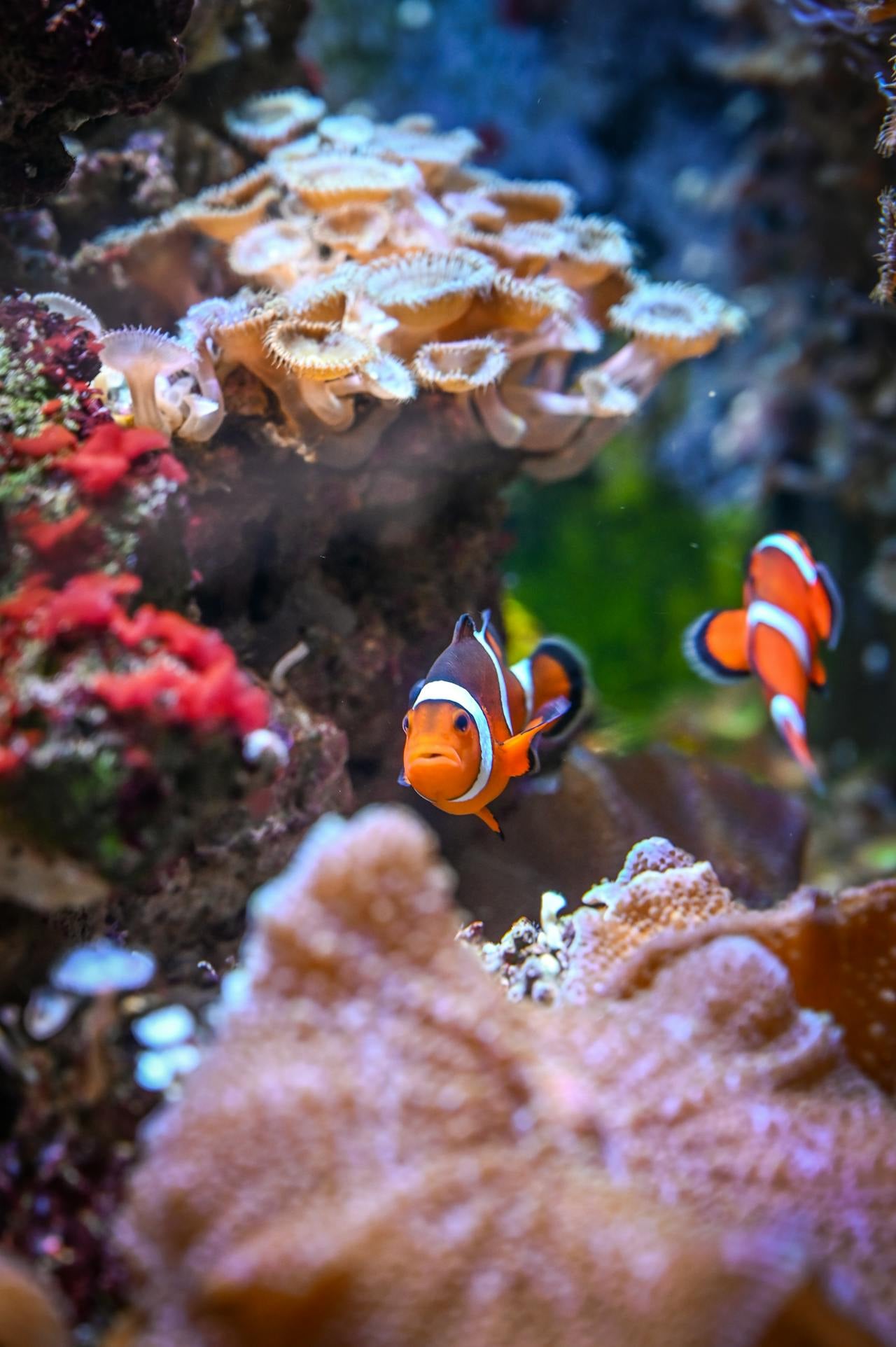 A cramped aquarium with fish