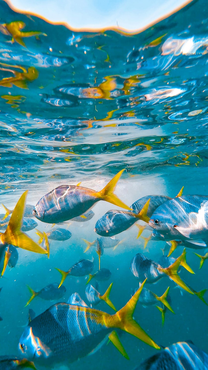 School fish swimming together