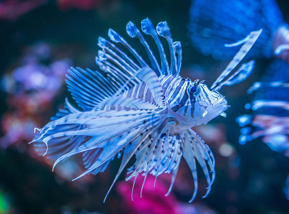 The blue fish in the aquarium glows in neon light