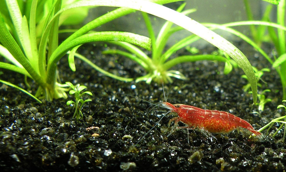 Shrimp in the aquarium on black stones among the algae