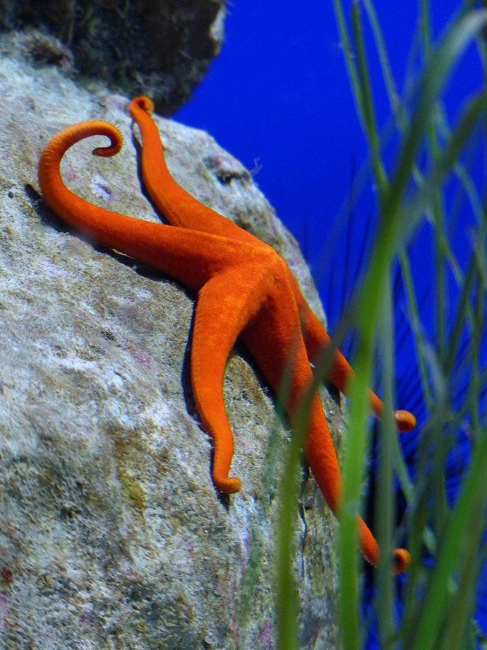 A starfish in an aquarium on a light stone among the seaweed.