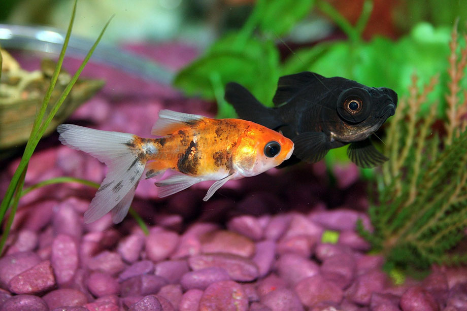 Two little fish among the seaweed in the aquarium